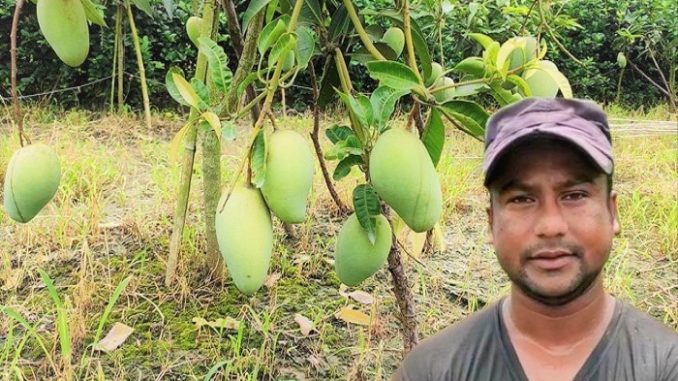 কাটিমন আম ও মারুফ