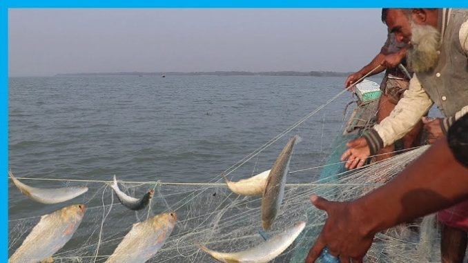 Hilsha fish