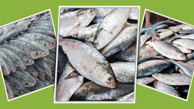 ইলিশ মাছ
