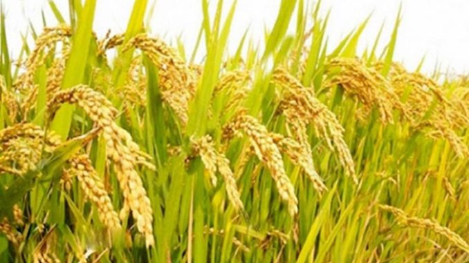 BRRI 100 rice